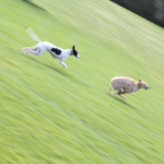 Hurry! Run and get your pet portrait