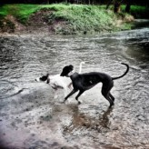 Helping greyhounds find homes…..